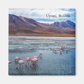 Imã Pink Flamingoes in Bolivia
