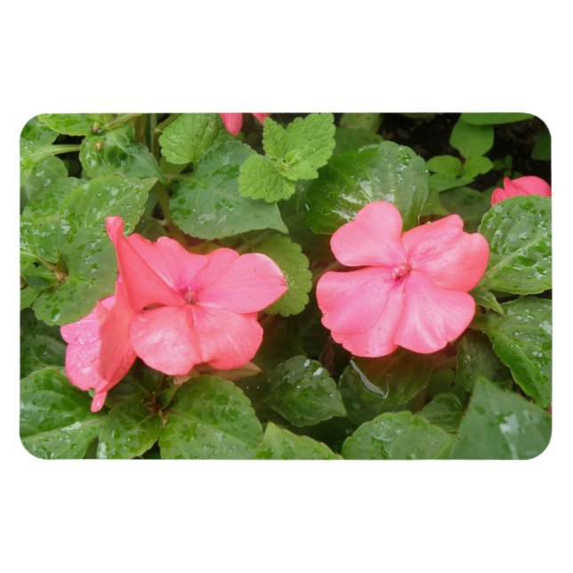 Ímã Pink Impatiens Flowens Magnet Premium (Horizontal)
