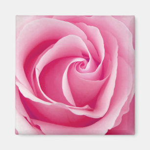 Imã Pink Lady Rose Magnet - Square