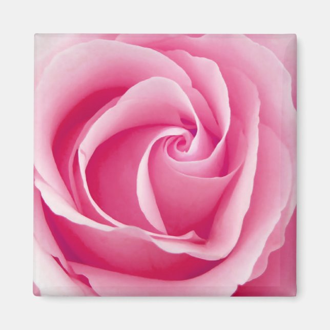 Imã Pink Lady Rose Magnet - Square (Frente)
