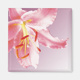 Imã PINK LILY Sq Magnet