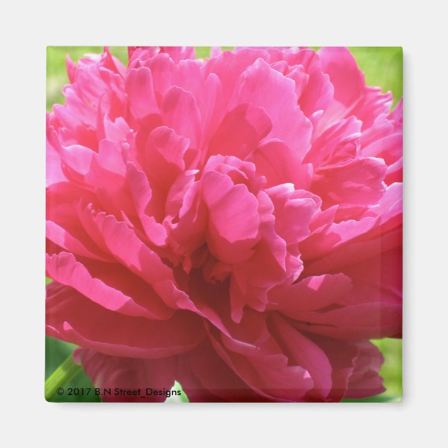 Imã Pink Peony (Frente)