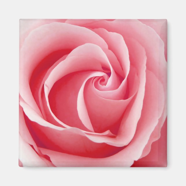 Imã Pink Rose Magnet - Square (Frente)