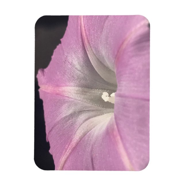 Ímã Pink Satin Morning Glory (Vertical)
