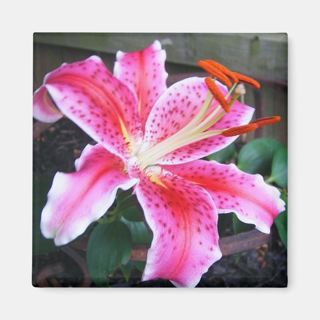 Imã Pink Stargazer Lily (Frente)