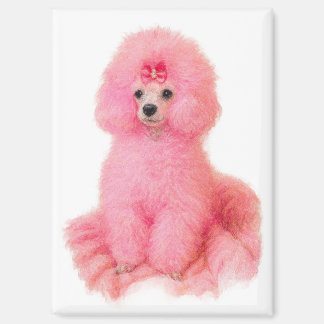 Imã pink toy poodle magnet, pink poodle, refrigerator