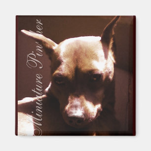 Imã Pinscher diminuto