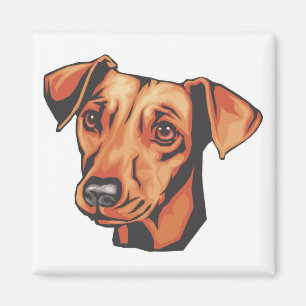 Imã Pinscher diminuto