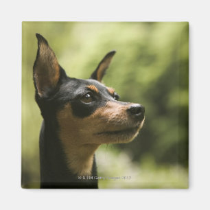 Imã Pinscher diminuto (Minuto-Pin)