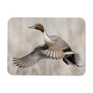 Ímã Pintail Drake em Voo