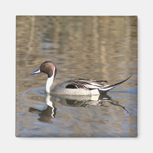Imã Pintail Duck Natações Em Um Pond (Frente)