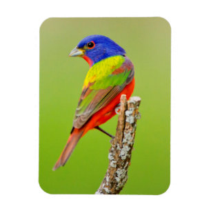 Ímã Pintassilgo-de-cabeça-preta (Passerina ciris) Mach