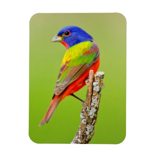 Ímã Pintassilgo-de-cabeça-preta (Passerina ciris) Mach (Vertical)