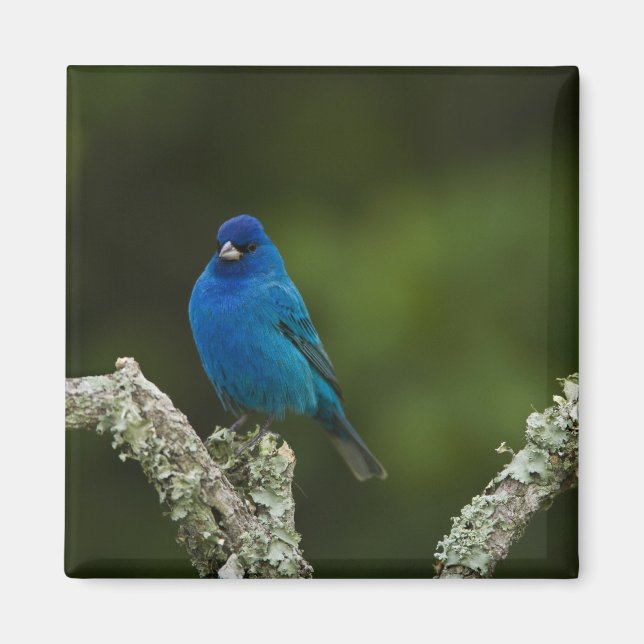 Imã Pintassilgo-Indigo, Passerina cyanea, Costeiro (Frente)