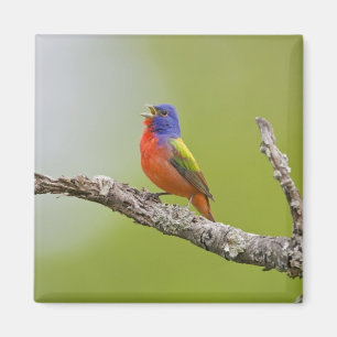 Imã Pintassilgo-pintado (Passerina ciris) macho cantan