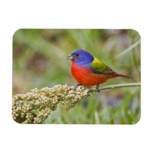 Ímã Pintassilgo-pintado (Passerina ciris) macho se ali