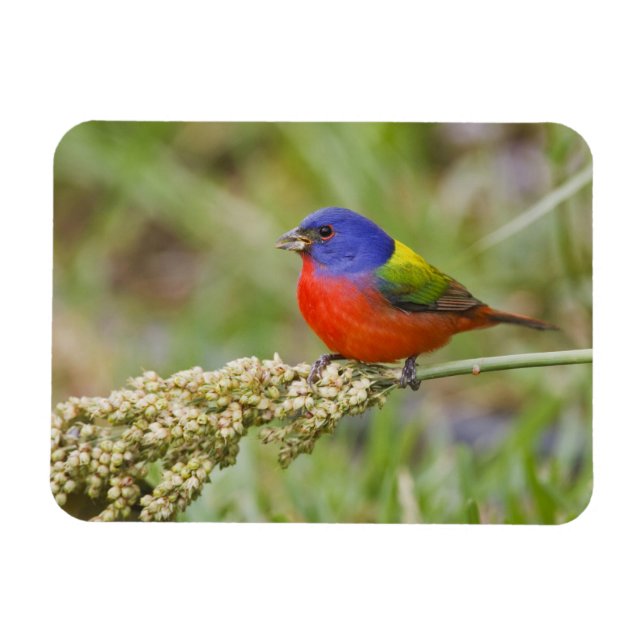 Ímã Pintassilgo-pintado (Passerina ciris) macho se ali (Horizontal)
