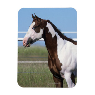 Ímã Pinte a posição do cavalo