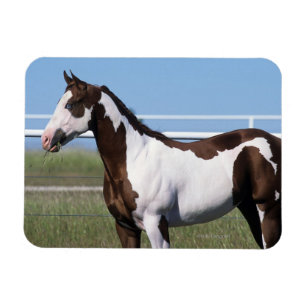 Ímã Pinte a posição do cavalo