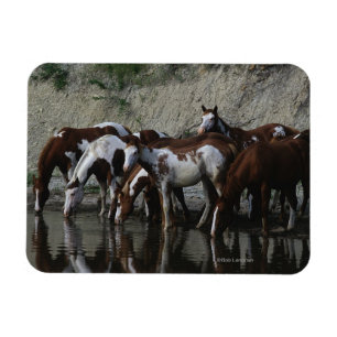 Ímã Pinte beber dos cavalos
