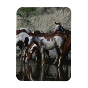 Ímã Pinte beber dos cavalos