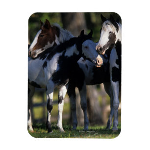 Ímã Pinte cavalos