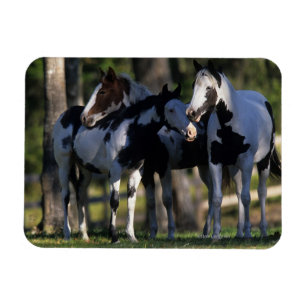 Ímã Pinte cavalos