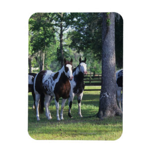 Ímã Pinte cavalos nas árvores