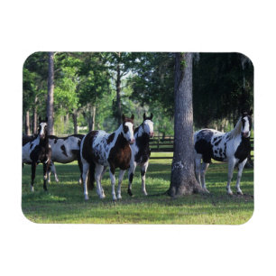 Ímã Pinte cavalos nas árvores