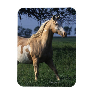 Ímã Pinte o cavalo que está 2