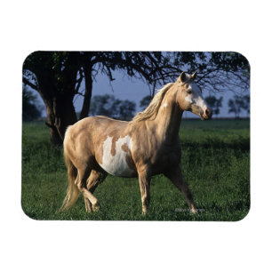 Ímã Pinte o cavalo que está 2
