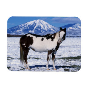 Ímã Pinte o cavalo que está na neve