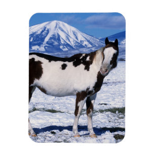 Ímã Pinte o cavalo que está na neve