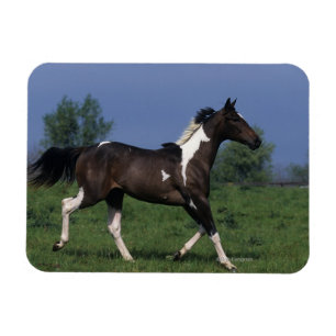 Ímã Pinte o cavalo que funciona 2