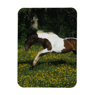 Ímã Pinte o cavalo que funciona no campo das flores