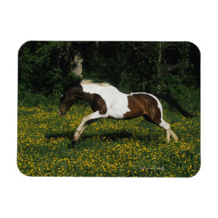 Ímã Pinte o cavalo que funciona no campo das flores