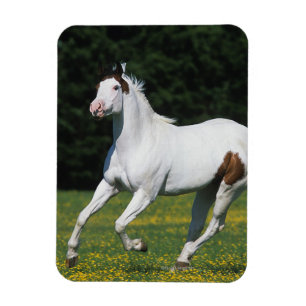 Ímã Pinte o cavalo que funciona no campo gramíneo