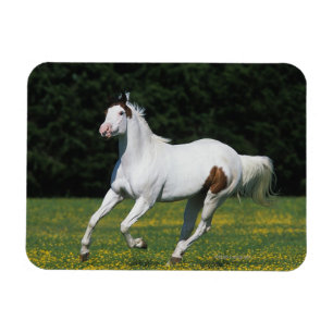 Ímã Pinte o cavalo que funciona no campo gramíneo