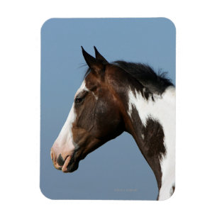 Ímã Pinte o Headshot 1 do cavalo