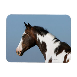 Ímã Pinte o Headshot 1 do cavalo