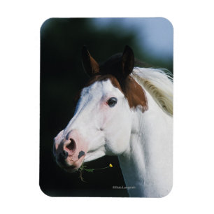 Ímã Pinte o Headshot 3 do cavalo