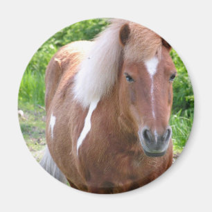 Imã Pinte o ímã do Quarterhorse
