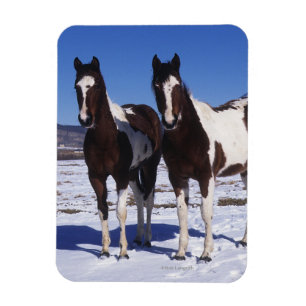 Ímã Pinte os cavalos que estão na neve