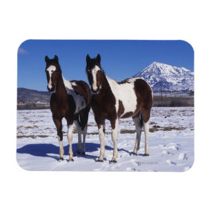 Ímã Pinte os cavalos que estão na neve