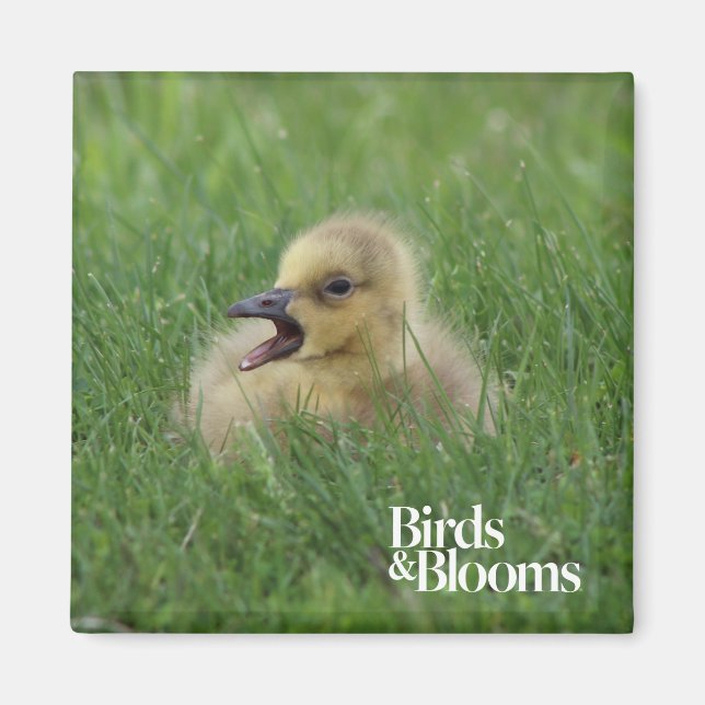 Imã Pintinho Canadiano de Ganso (Frente)