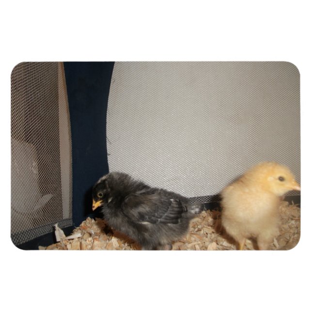 Ímã Pintinhos (Horizontal)