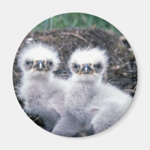 Imã Pintinhos da águia americana