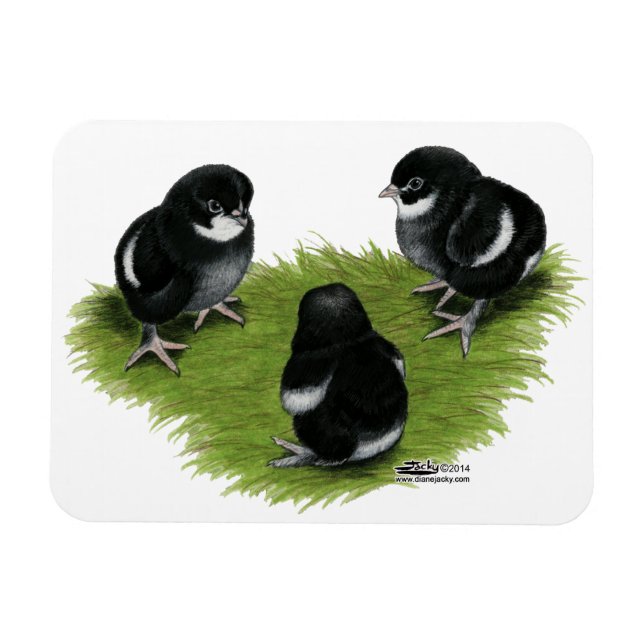 Ímã Pintinhos de cobre preto marans (Horizontal)