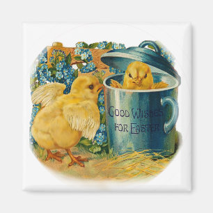 Imã pintinhos de páscoa em reprodução