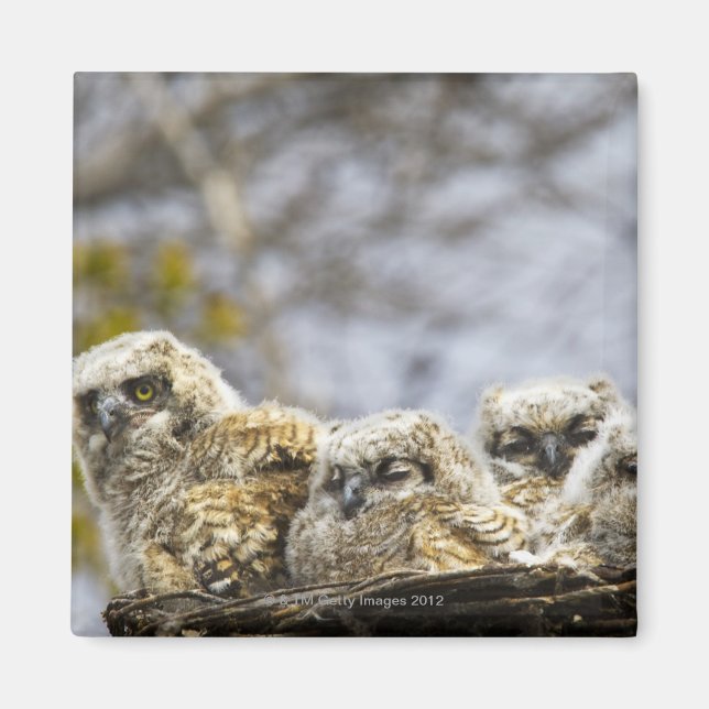 Imã Pintinhos De Quatro Corujas Excelentes (Bubo Virgi (Frente)